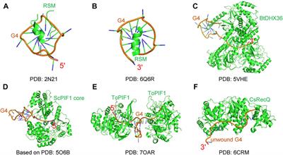 The Cellular Functions and Molecular Mechanisms of G-Quadruplex Unwinding Helicases in Humans